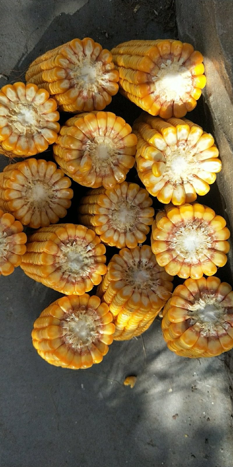 玉米棒大量