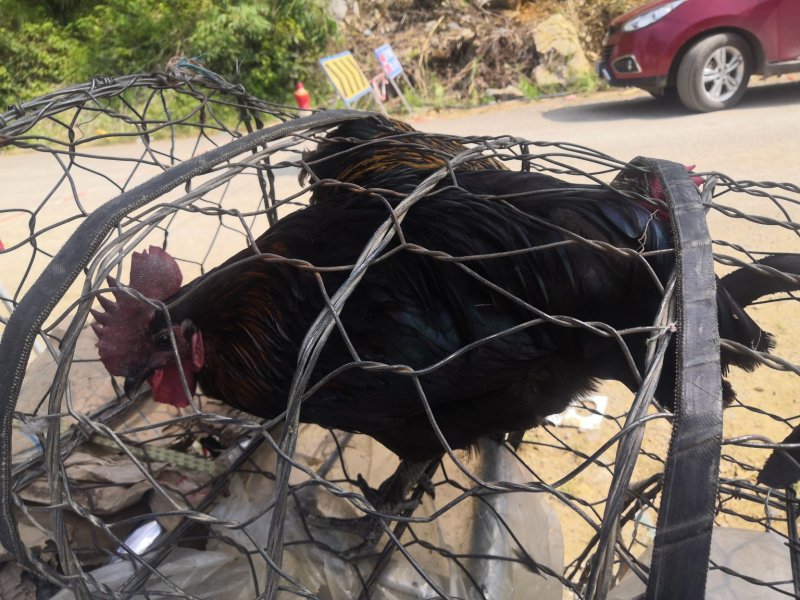 鸡公司直销，场地价格，一手货源