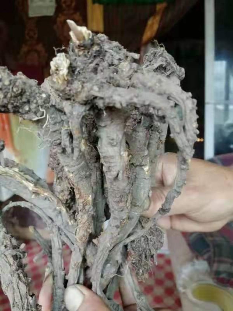 甘孜羌活