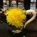 金丝黄菊茶