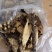 金雀儿根价金雀根白心皮野生阳雀花根锦鸡儿