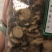 金雀儿根价金雀根白心皮野生阳雀花根锦鸡儿