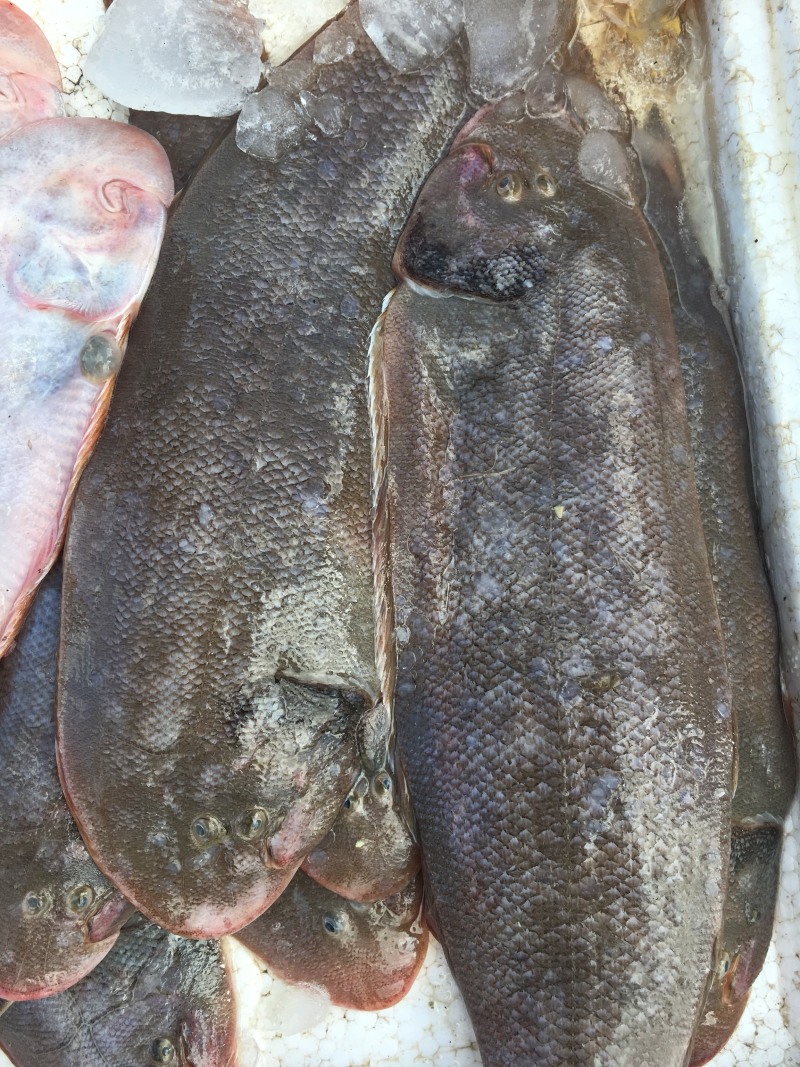 龙利鱼