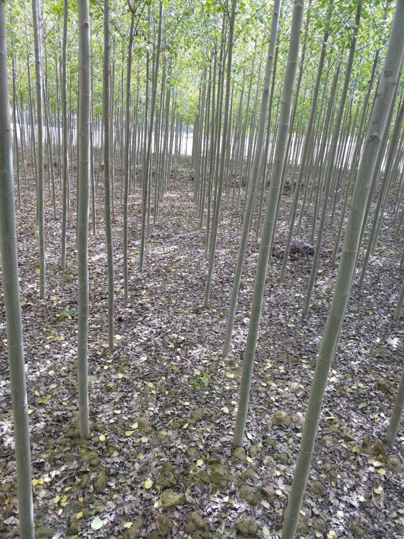 杨树速生杨1-20公分
