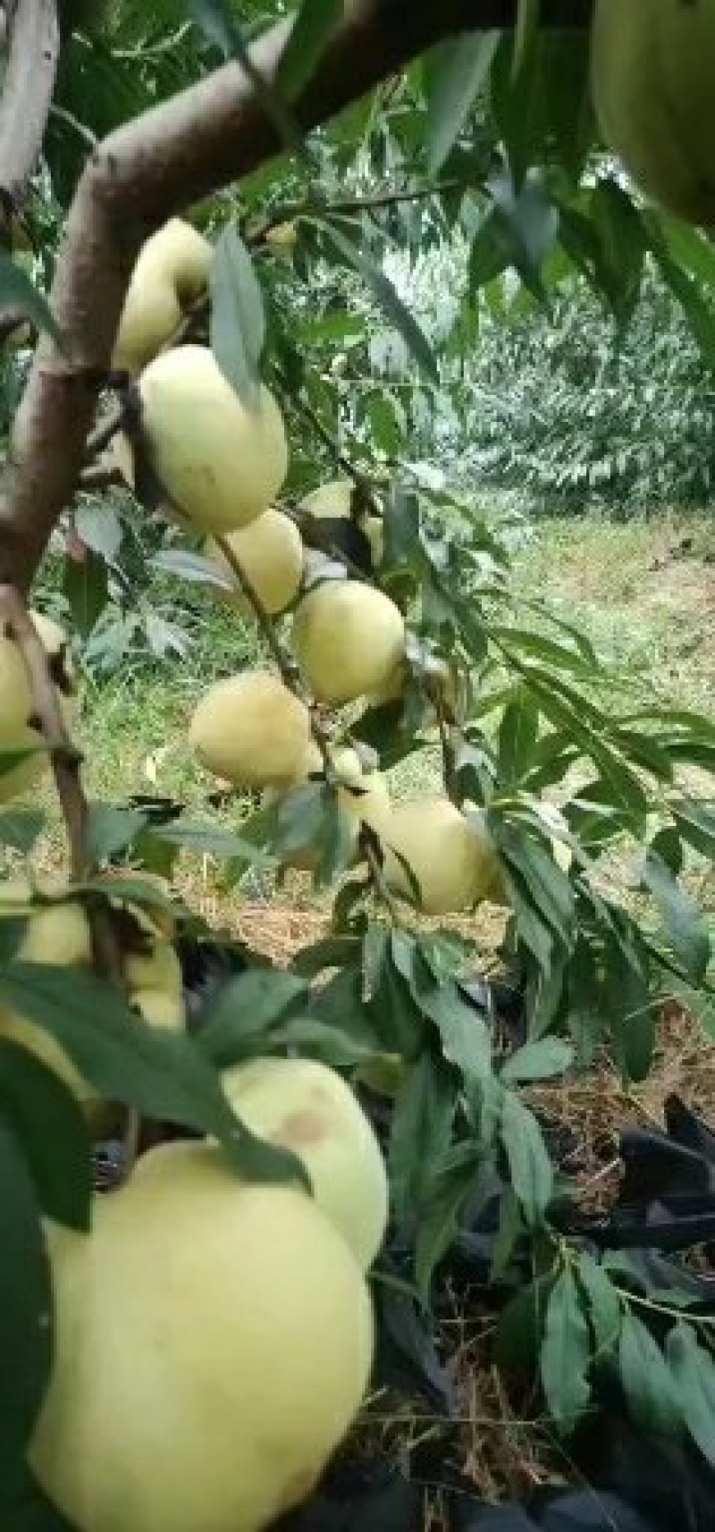 百果采摘园，金秋王大桃