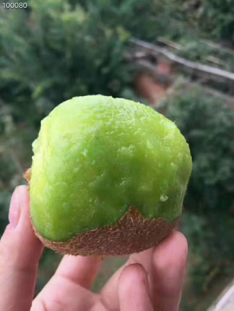 海沃特猕猴桃，绿心猕猴桃，现摘现卖保质保量