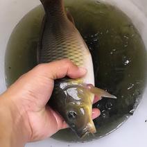 乌鲤鱼禾花鱼规格0.3~0.8斤禾花鲤鱼