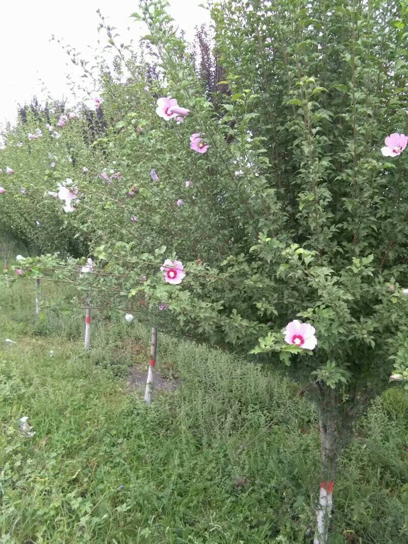 木槿三公分木槿红花木槿山西木槿