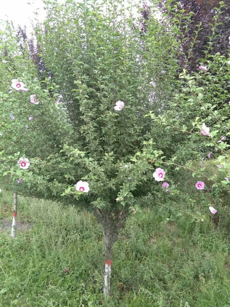 木槿三公分木槿红花木槿山西木槿