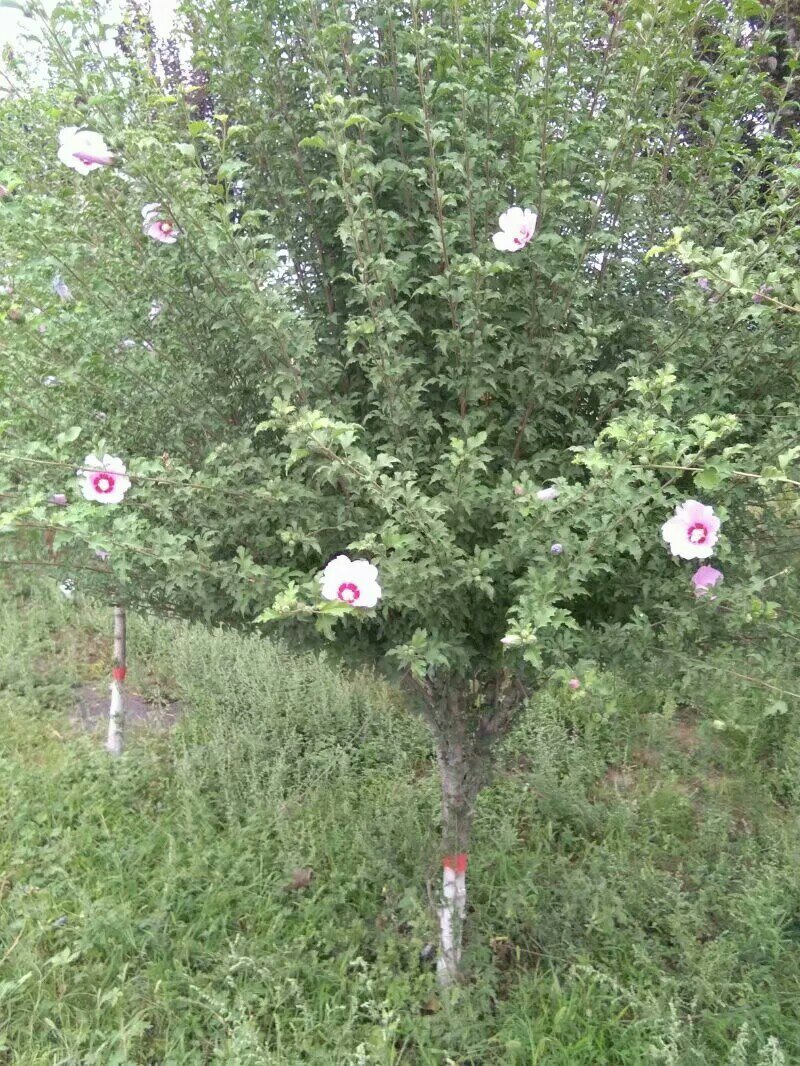 木槿三公分木槿红花木槿山西木槿