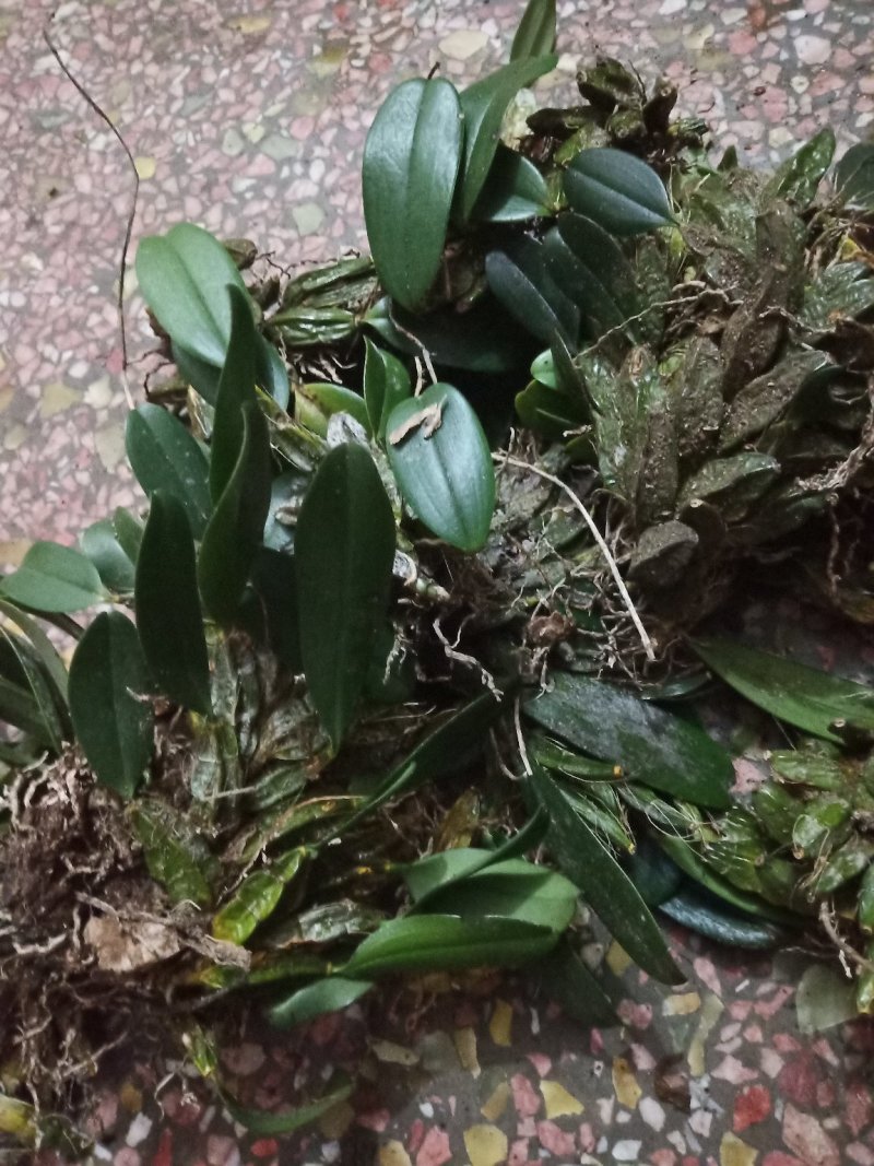 上树虾公木虾公上树龟