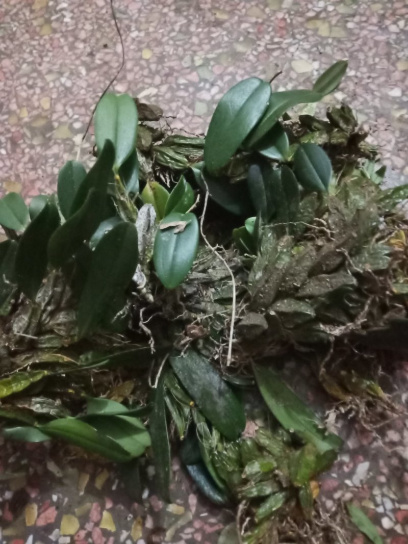 上树虾公木虾公上树龟