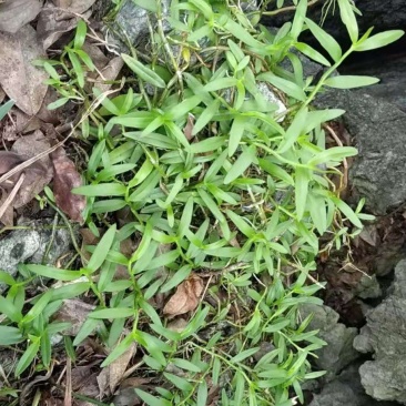 金钗草石斛仙草长寿草