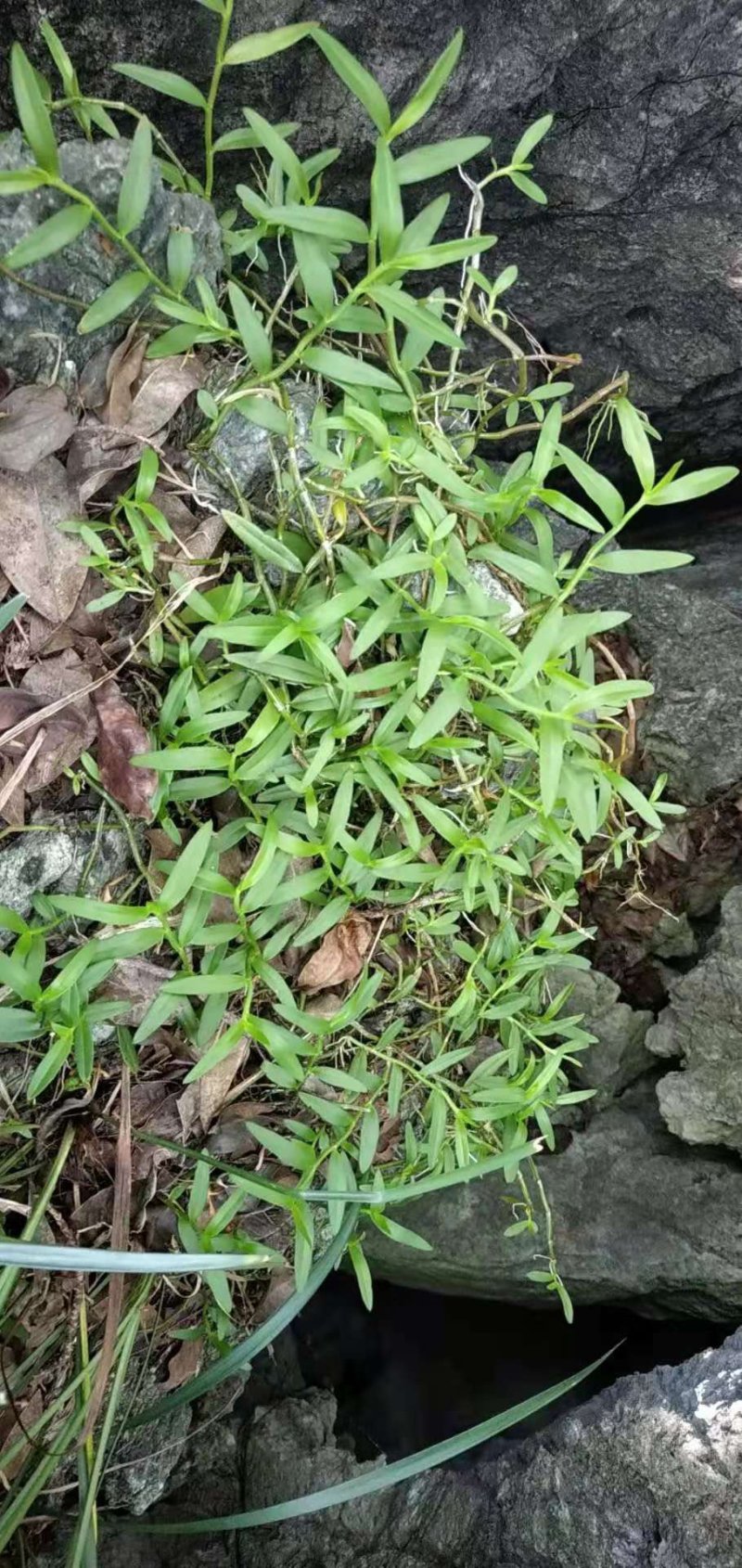 金钗草石斛仙草长寿草