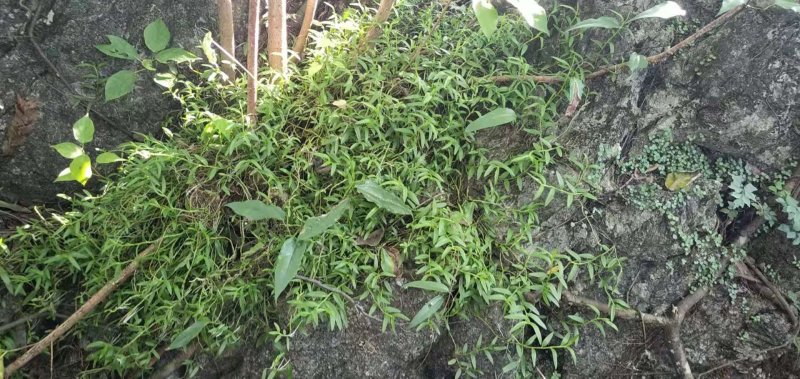金钗草石斛仙草长寿草