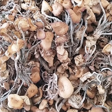 树秋菌，上新树秋菌一手货源批发兼零售纯野生干品手慢无