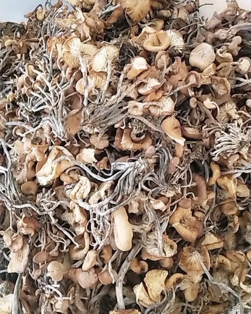 树秋菌，上新树秋菌一手货源批发兼零售纯野生干品手慢无
