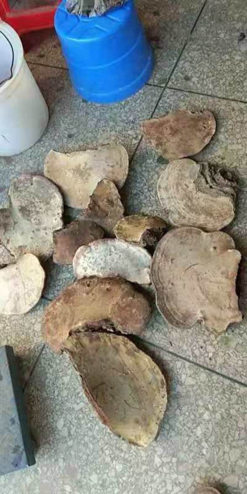 广西百色木灵芝，量大从优，欢迎各地老板前来采购