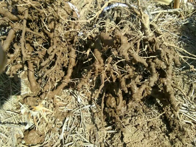 变色红枫三色红枫随时保湿发货保湿发货