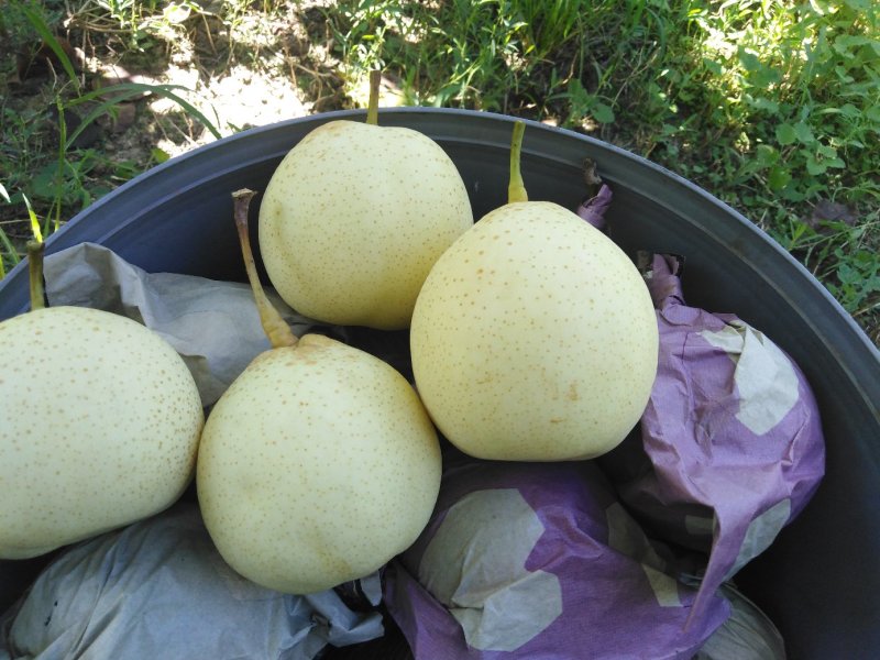 鸭梨，半斤以上，欢迎联系