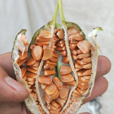 黄菖蒲种子黄菖蒲苗黄菖蒲花黄花鸢尾种子黄花鸢尾苗马莲种子