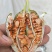 黄菖蒲种子黄菖蒲苗黄菖蒲花黄花鸢尾种子黄花鸢尾苗马莲种子