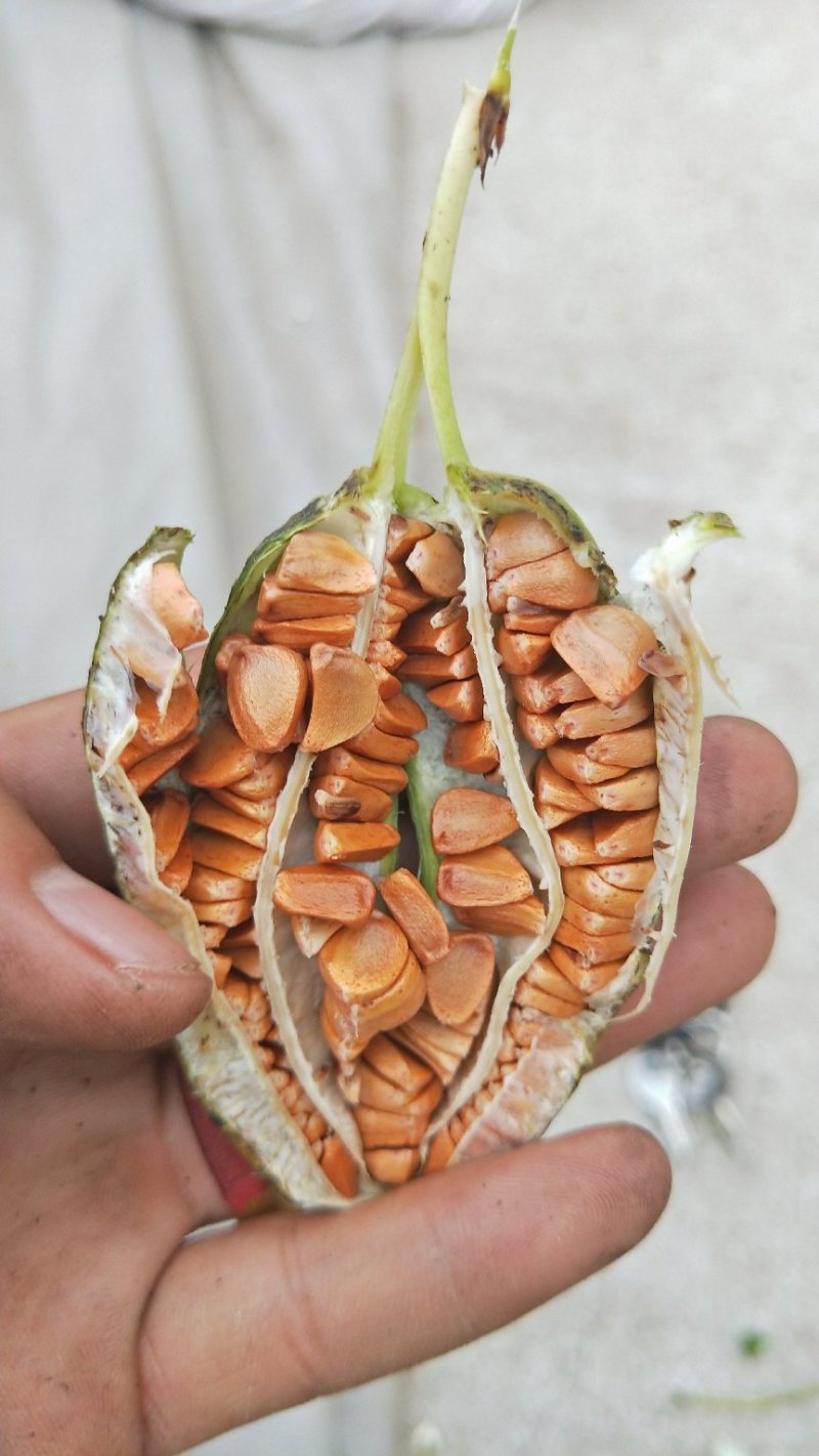 黄菖蒲种子黄菖蒲苗黄菖蒲花黄花鸢尾种子黄花鸢尾苗马莲种子