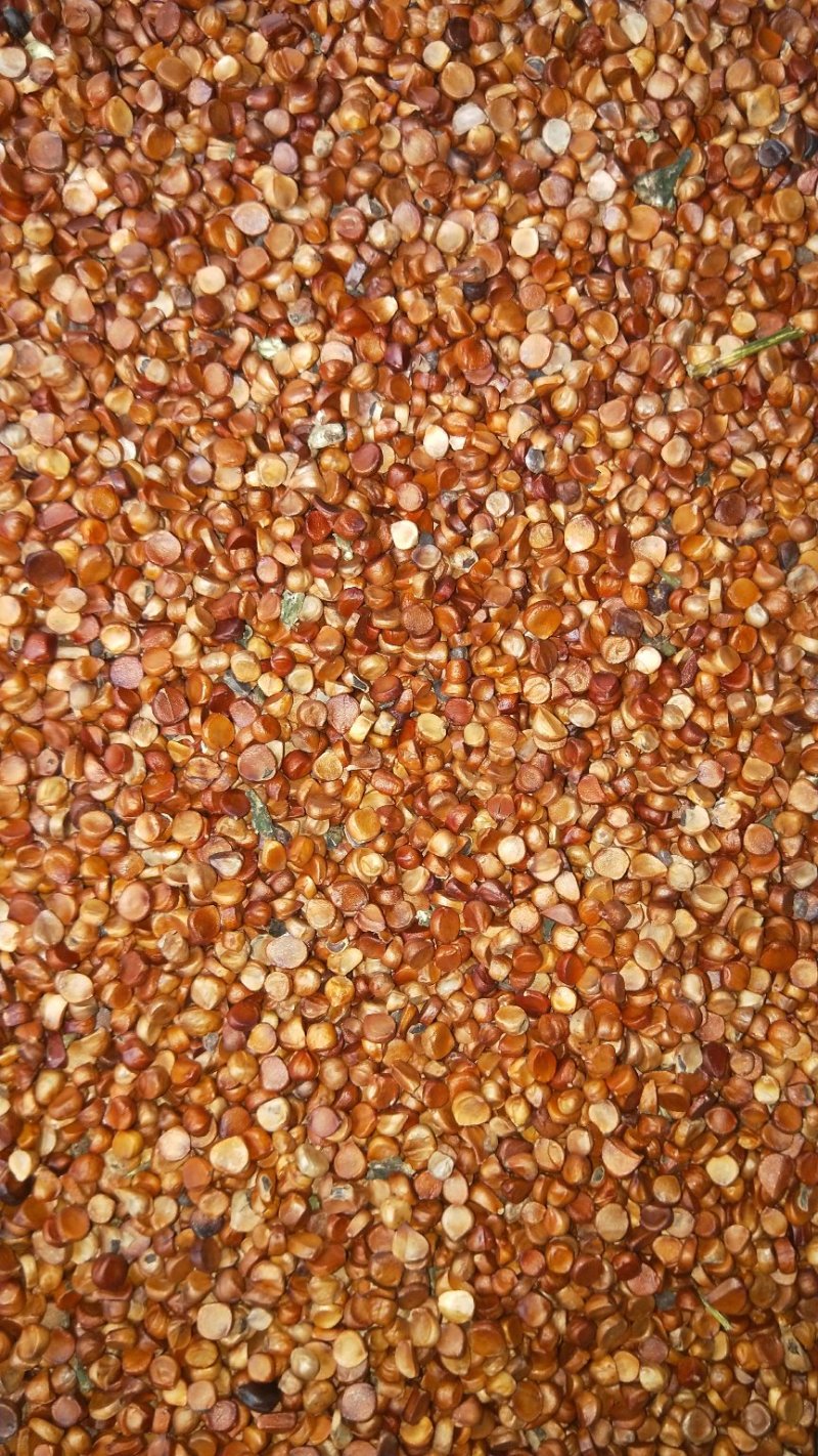 黄菖蒲种子黄菖蒲苗黄菖蒲花黄花鸢尾种子黄花鸢尾苗马莲种子