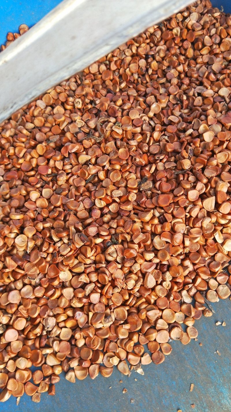 黄菖蒲种子黄菖蒲苗黄菖蒲花黄花鸢尾种子黄花鸢尾苗马莲种子