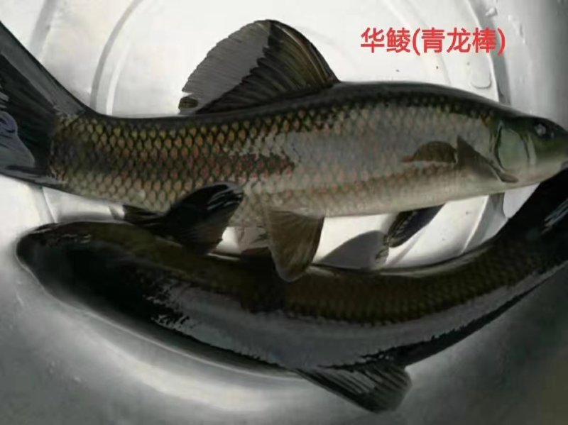 鲫鱼