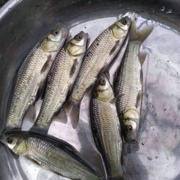 鲫鱼