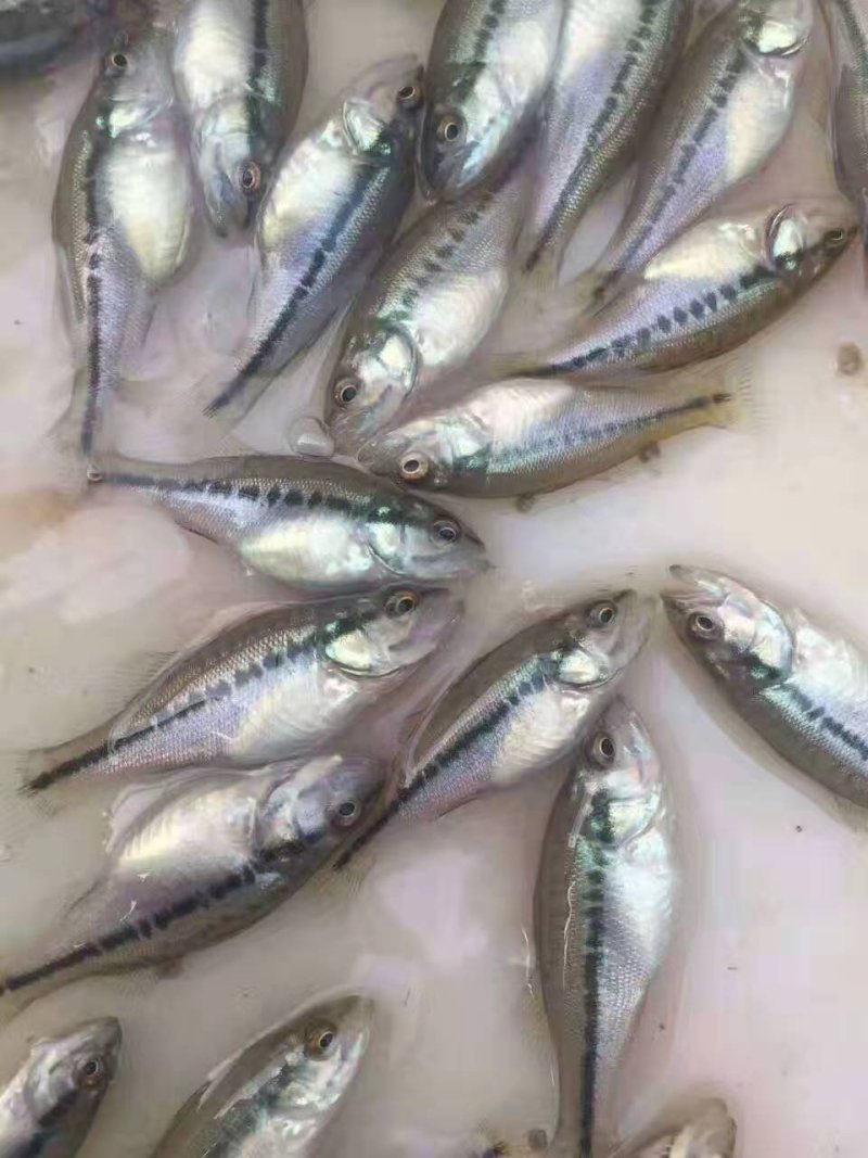 鲫鱼
