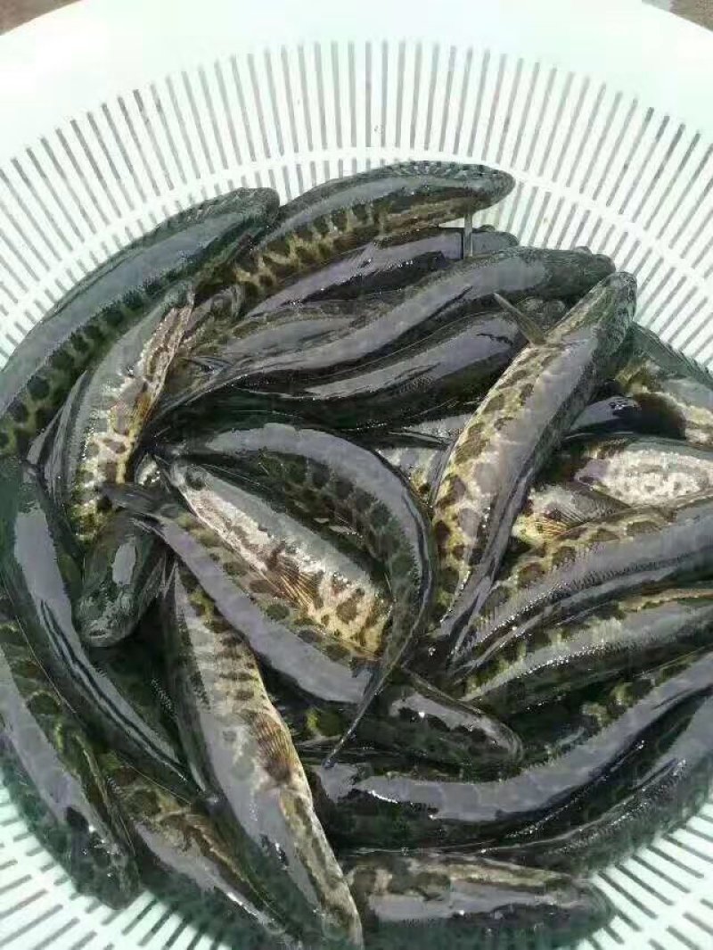 鲫鱼
