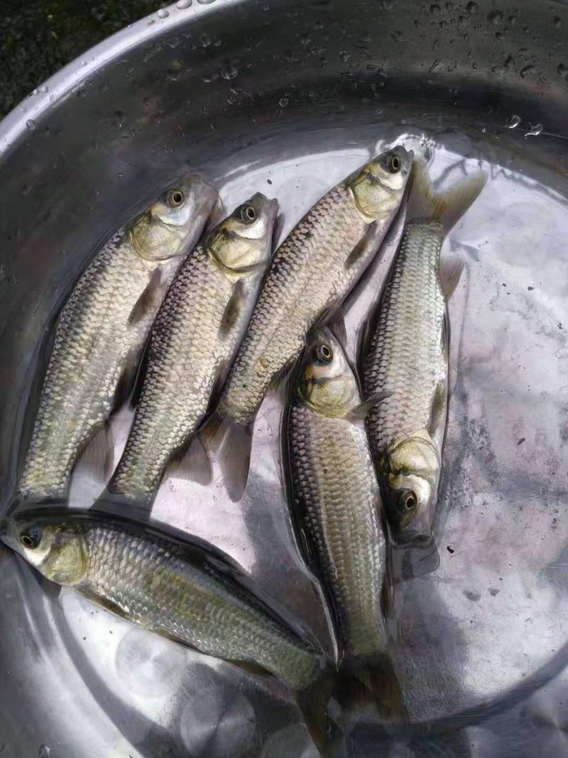 鲫鱼