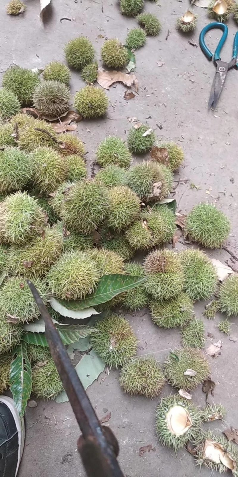 板栗刺球