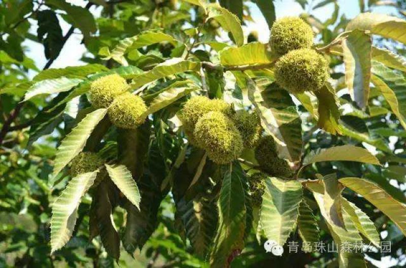 板栗刺球