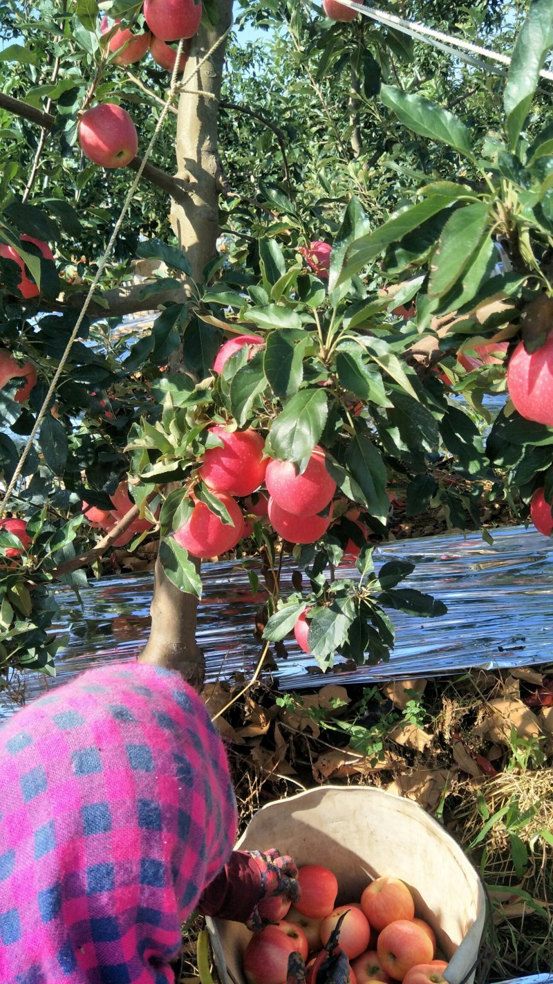 绥中红嘎啦苹果开始上市了，随行就市，以质量论价钱。