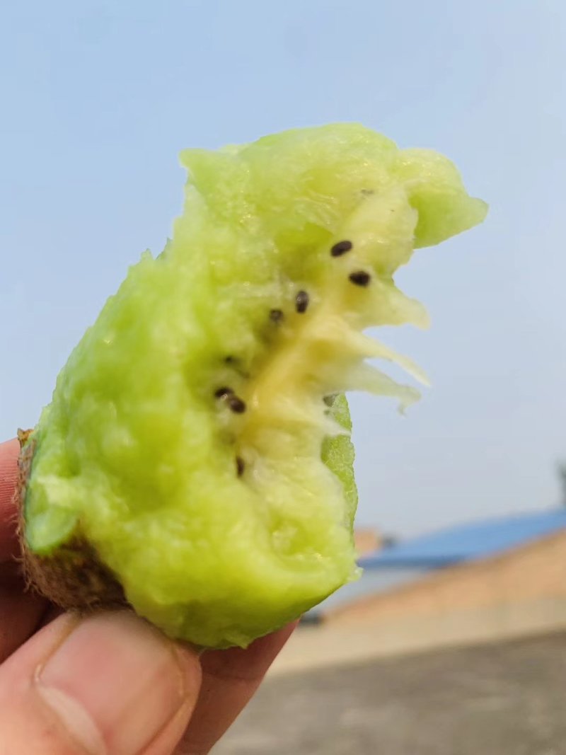 陕西猕猴桃，，，，，，，，，，，，，，，，，，