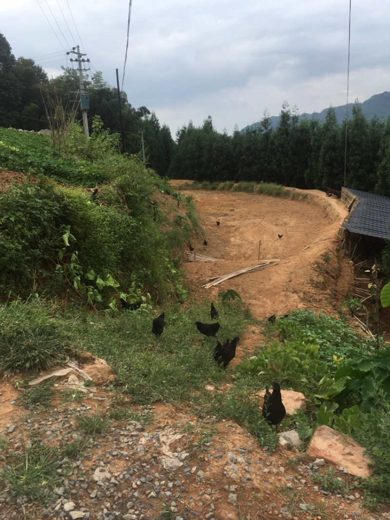 农村散养林间土鸡/吃玉米稻谷杂粮为食/肉质鲜美