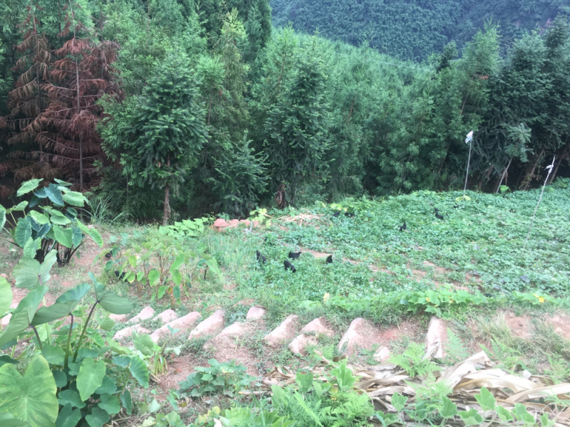 农村散养林间土鸡/吃玉米稻谷杂粮为食/肉质鲜美