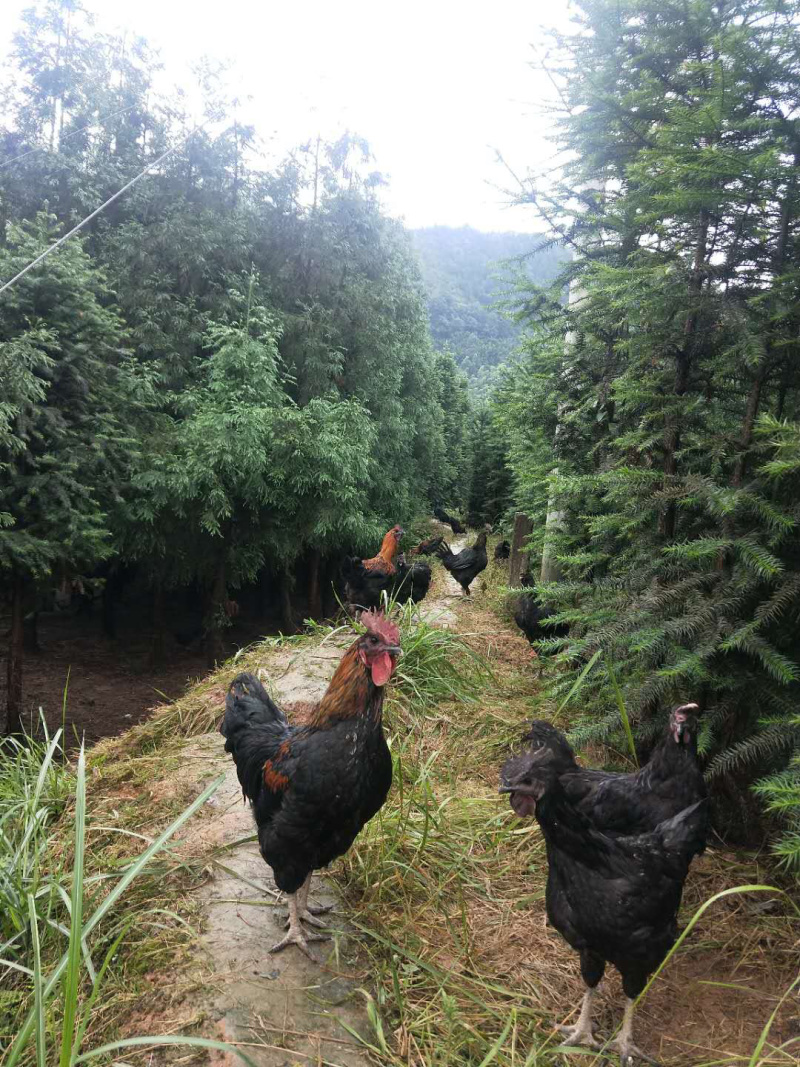 农村散养林间土鸡/吃玉米稻谷杂粮为食/肉质鲜美