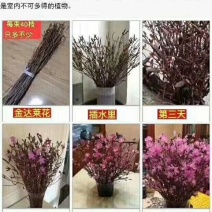 干支杜鹃，遇水开花，一束20-40支，量大从优