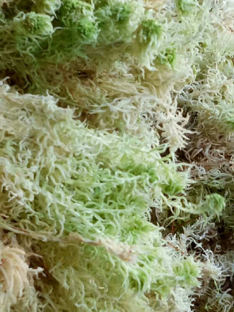 水苔