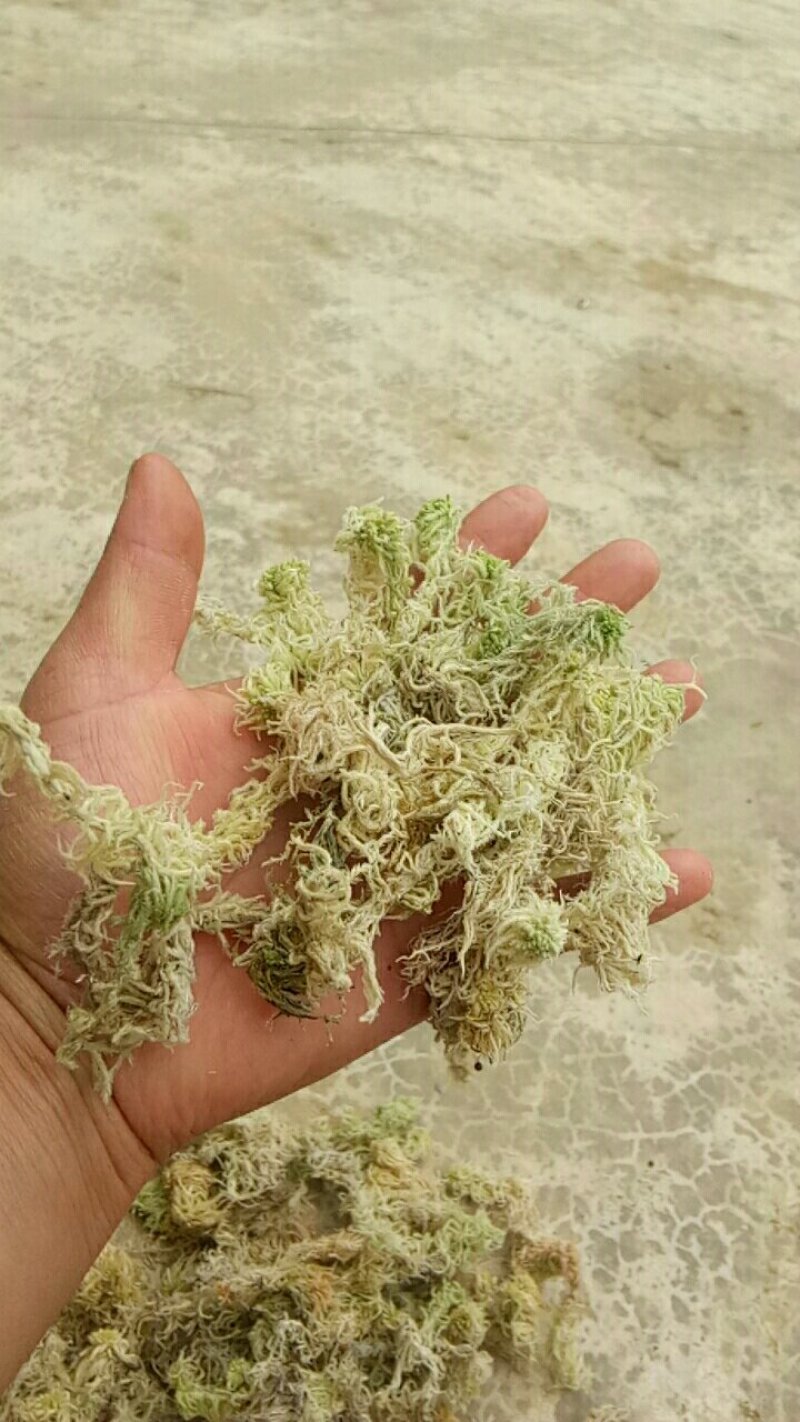 水苔