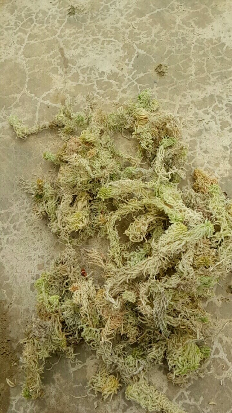 水苔