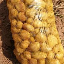 小土豆1两—3两产地直销纯沙地，皮价格实惠800每吨