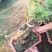 澳洲杉盆栽福建漳州花卉
