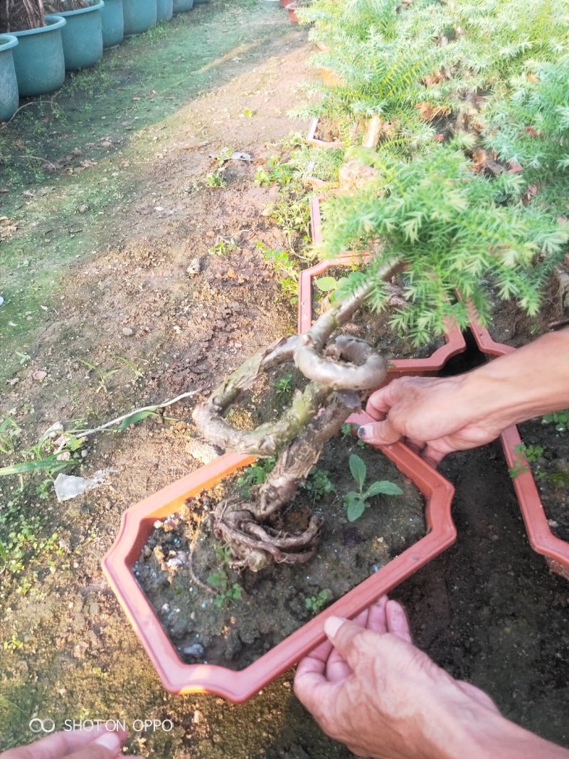 澳洲杉盆栽福建漳州花卉