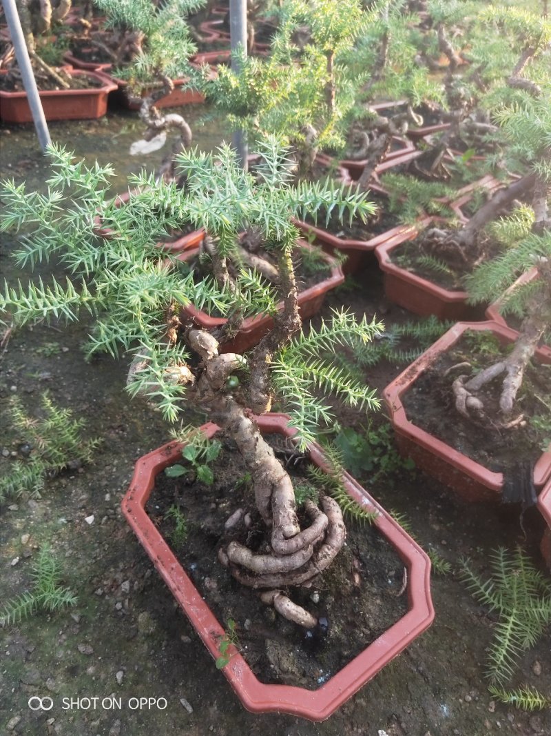 澳洲杉盆栽福建漳州花卉