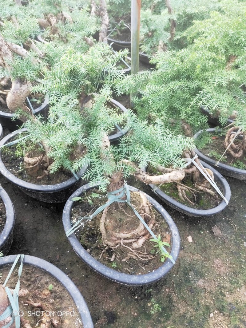 澳洲杉盆栽福建漳州花卉